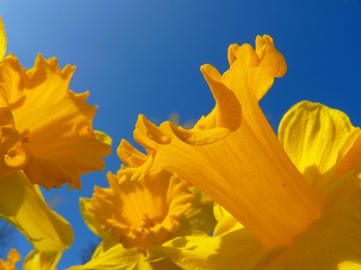 Start Spring Cleaning With BLT Direct